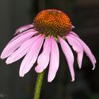 Echinacea