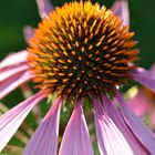 Echinacea