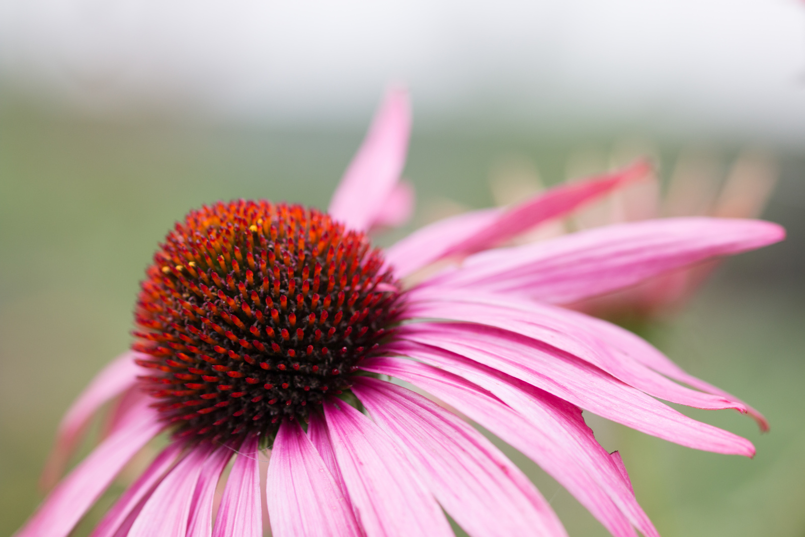 Echinacea