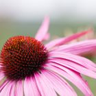 Echinacea