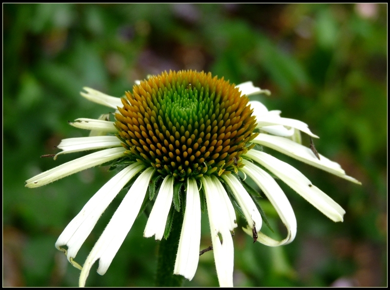 Echinacea