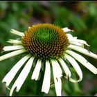 Echinacea