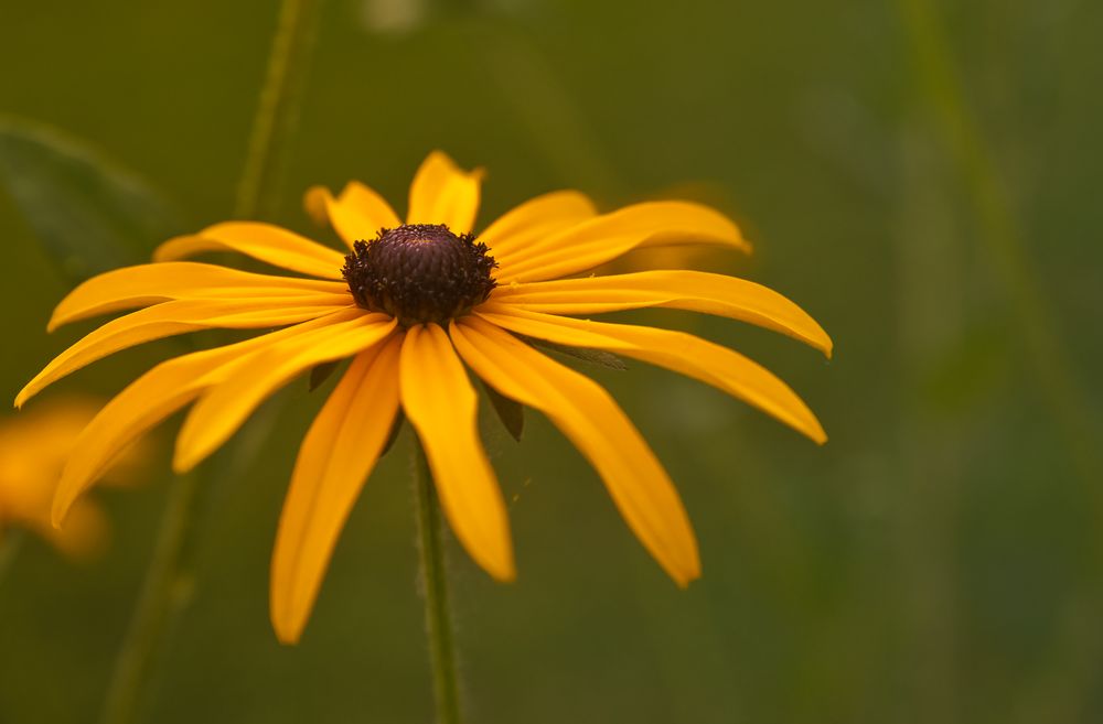 Echinacea...