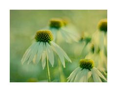 Echinacea..