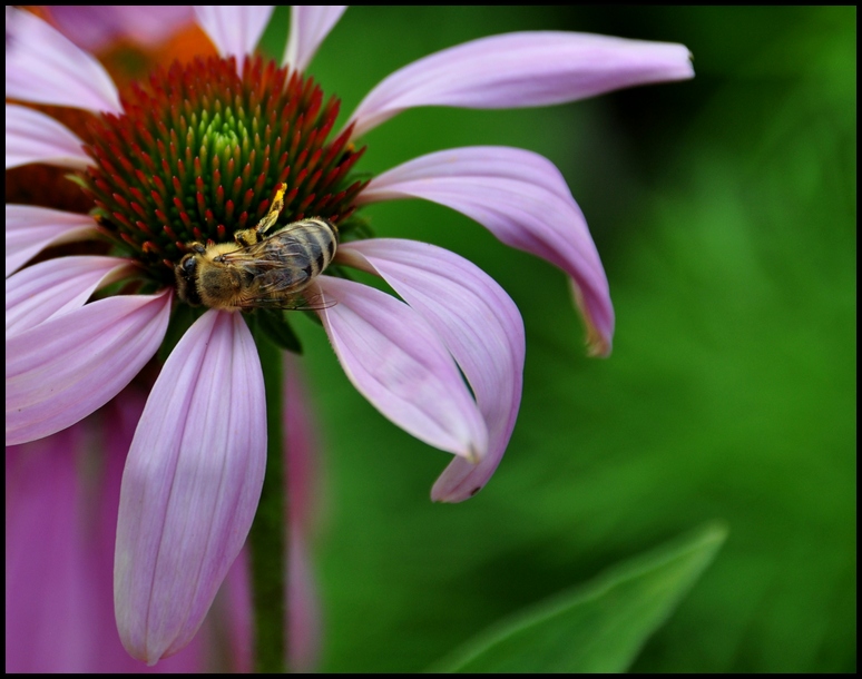 Echinacea