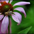 Echinacea