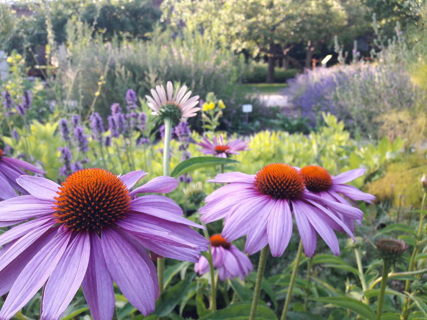 Echinacea