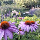 Echinacea