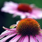 Echinacea