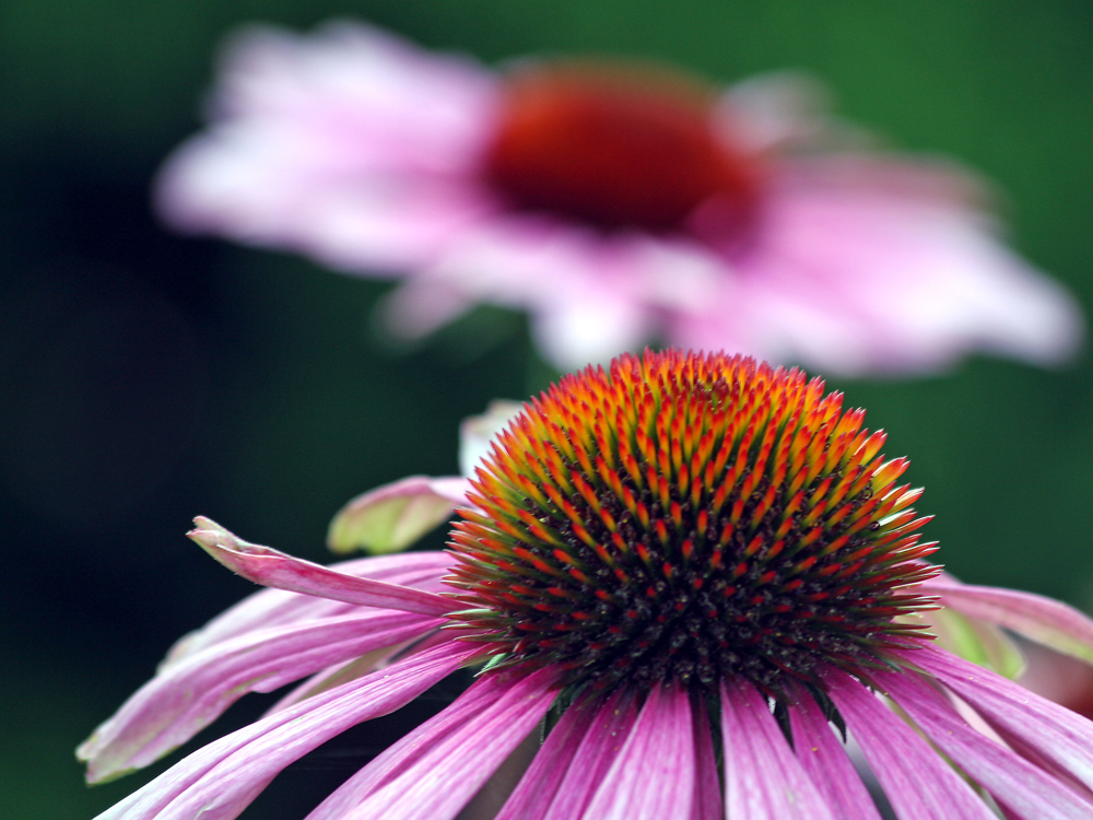 Echinacea