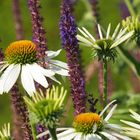 echinacea