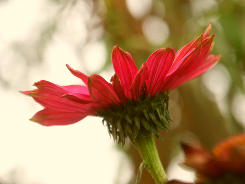 Echinacea