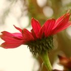 Echinacea