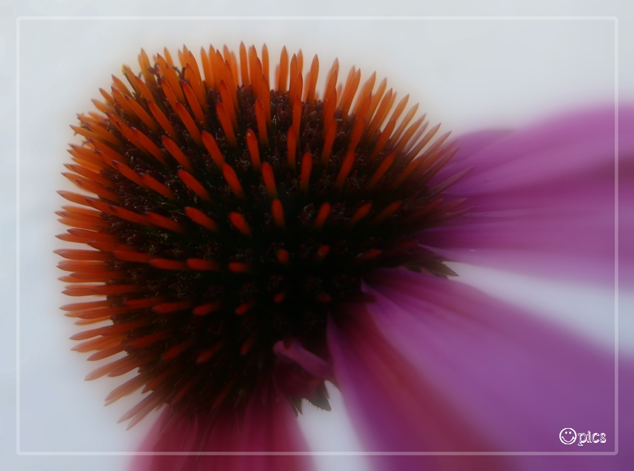 Echinacea