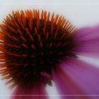 Echinacea