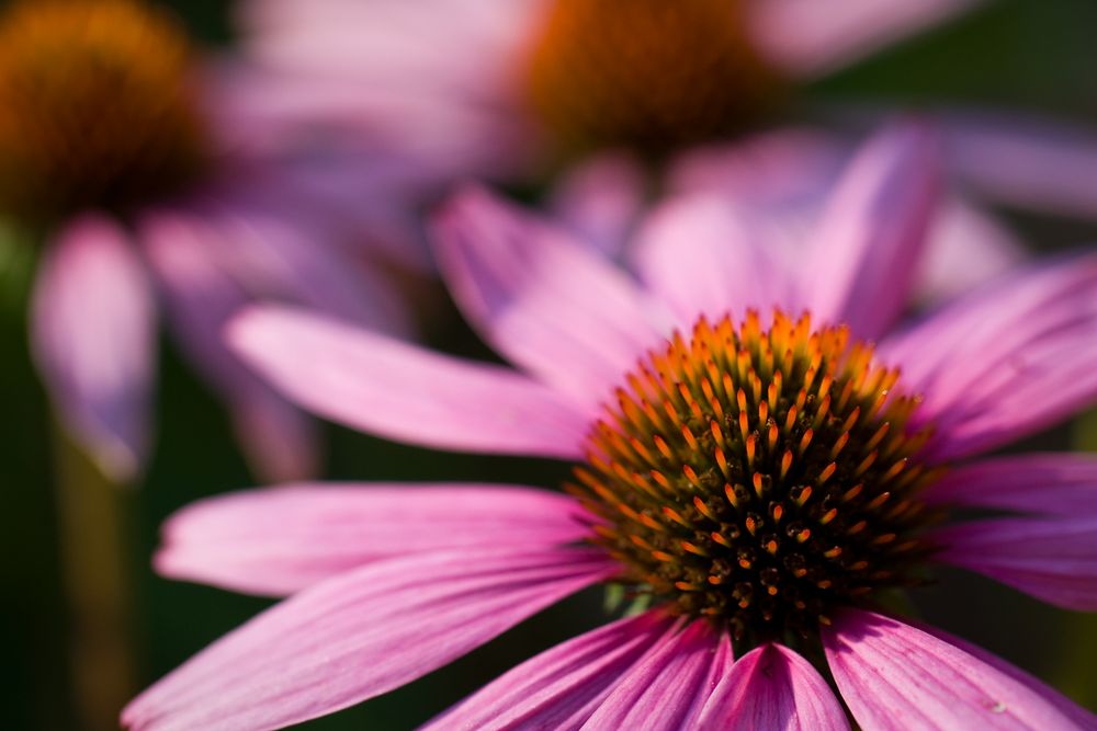 Echinacea