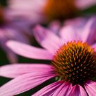 Echinacea