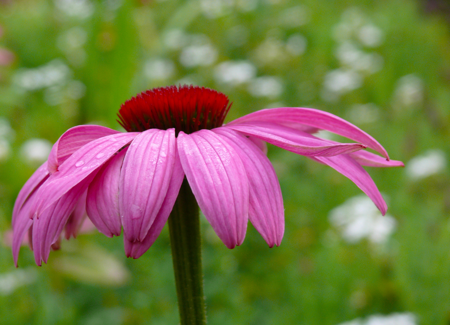 Echinacea