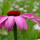 Echinacea