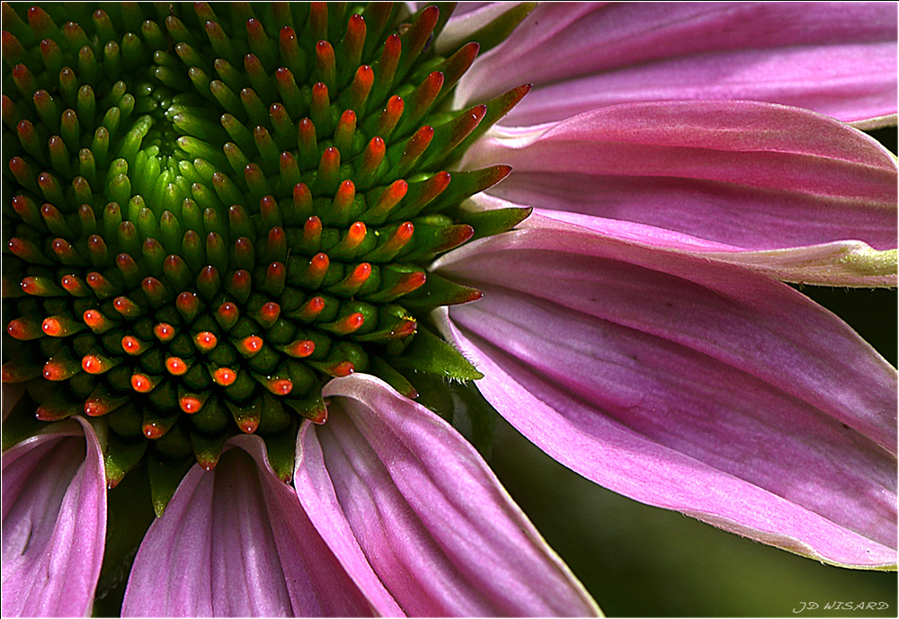 ....Echinacea....