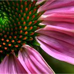 ....Echinacea....