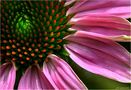 ....Echinacea.... de Janwida 