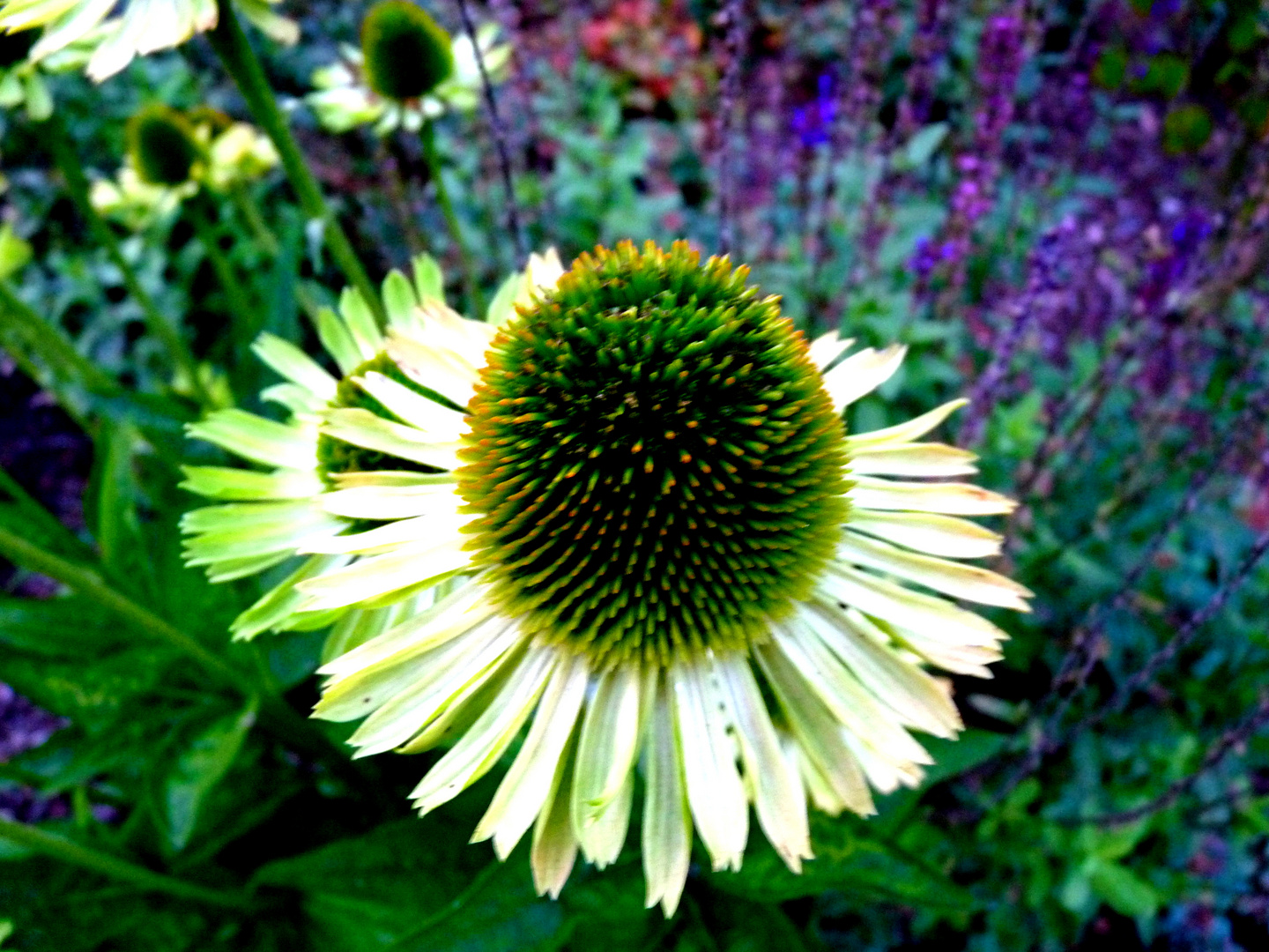 Echinacea