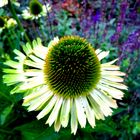 Echinacea