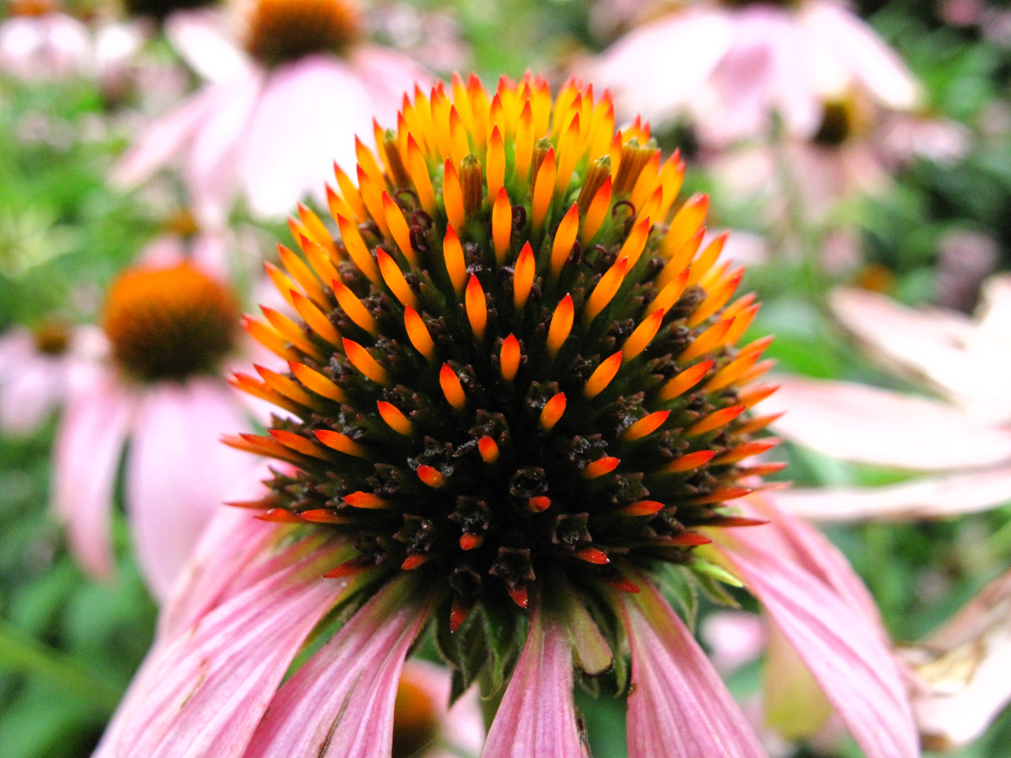 Echinacea