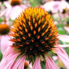 Echinacea