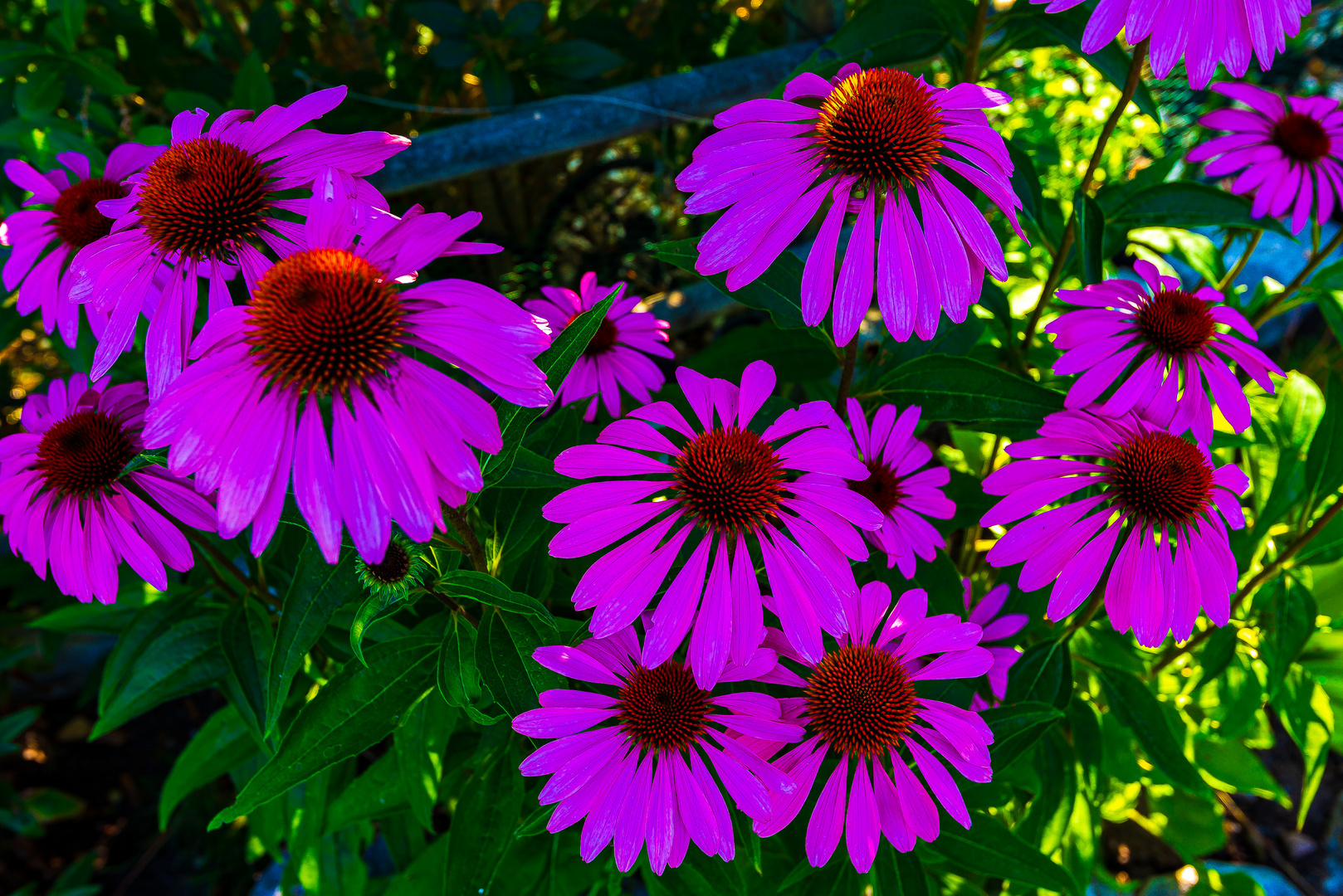 Echinacea