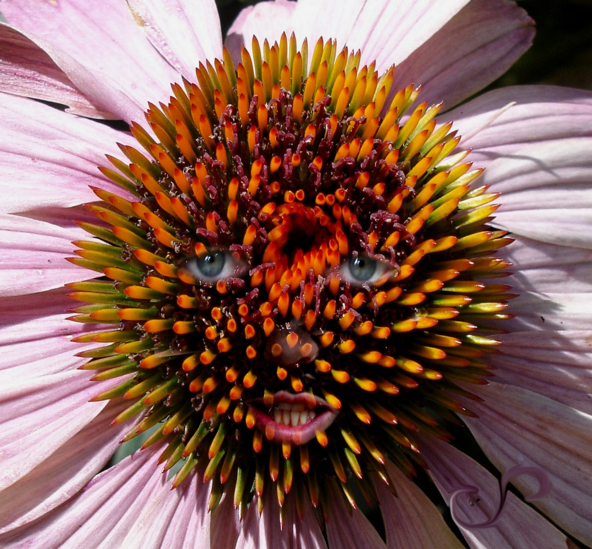 Echinacea