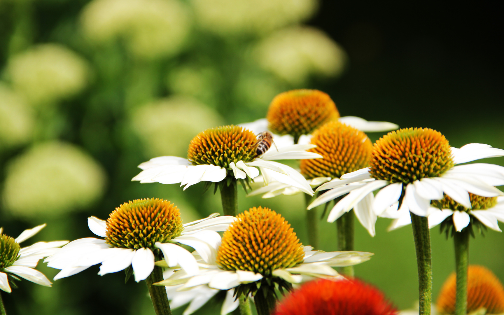 Echinacea