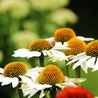 Echinacea