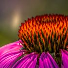 Echinacea