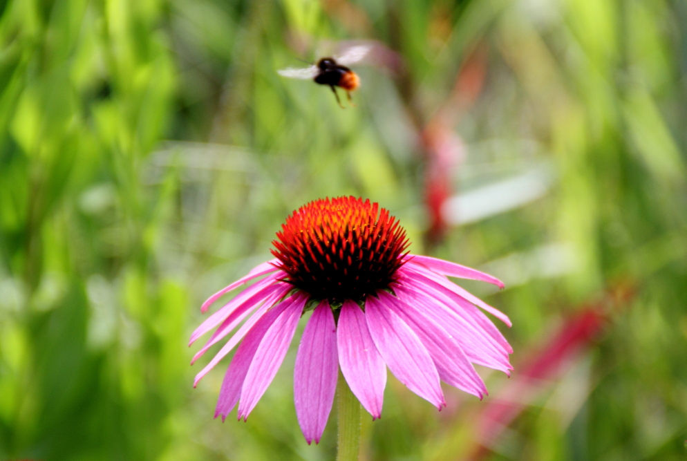 echinacea