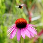 echinacea