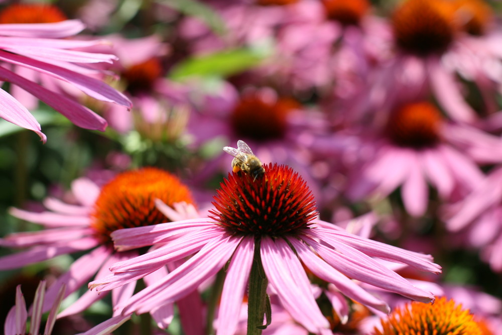 echinacea