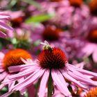 echinacea