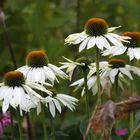 Echinacea