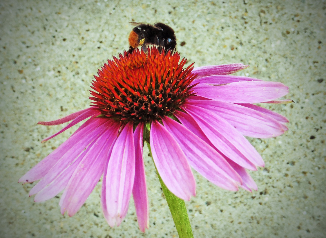 Echinacea