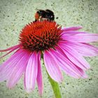 Echinacea