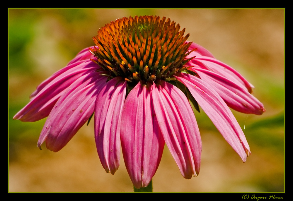 echinacea