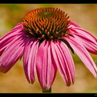 echinacea