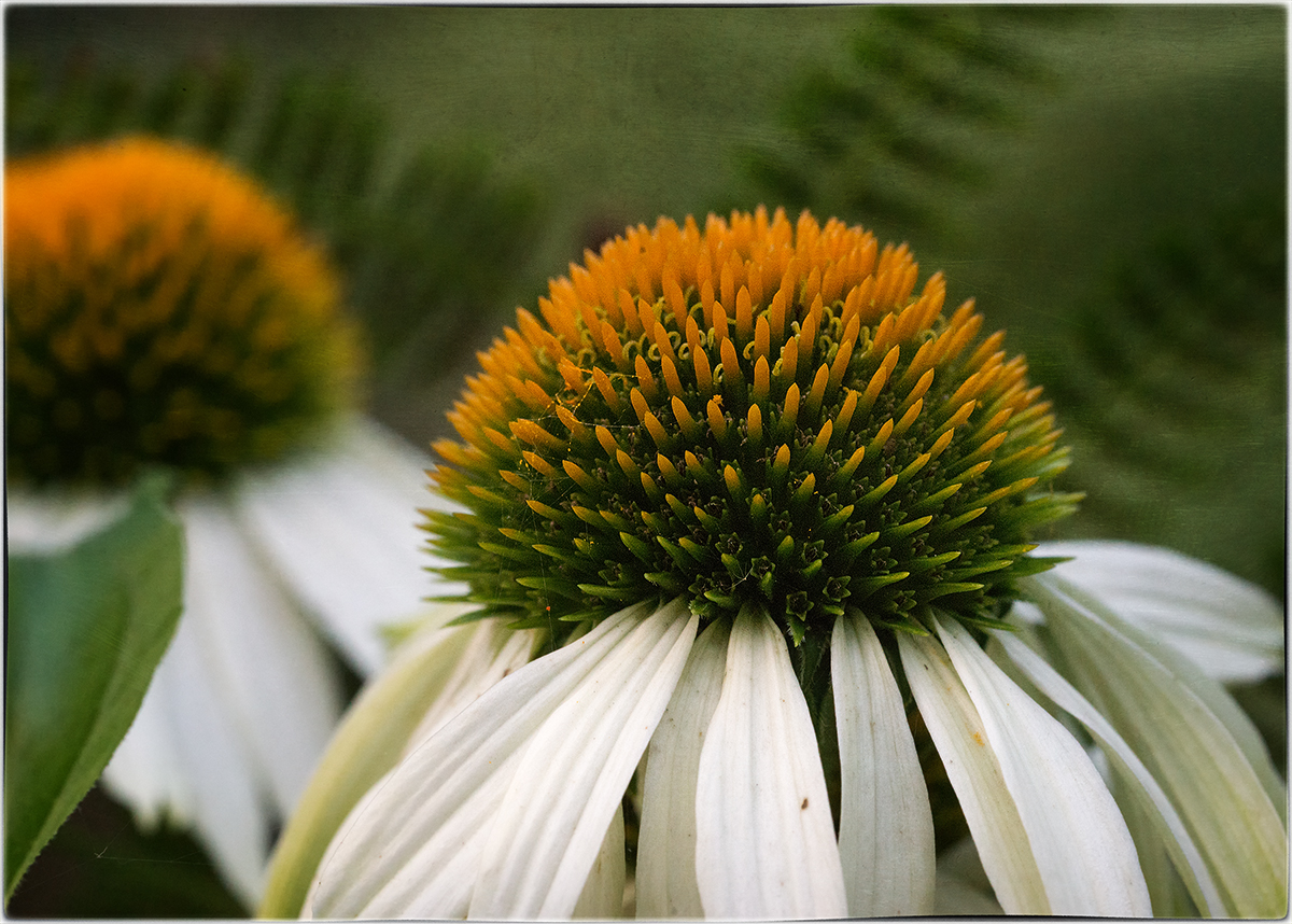 Echinacea an Farn