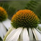 Echinacea an Farn