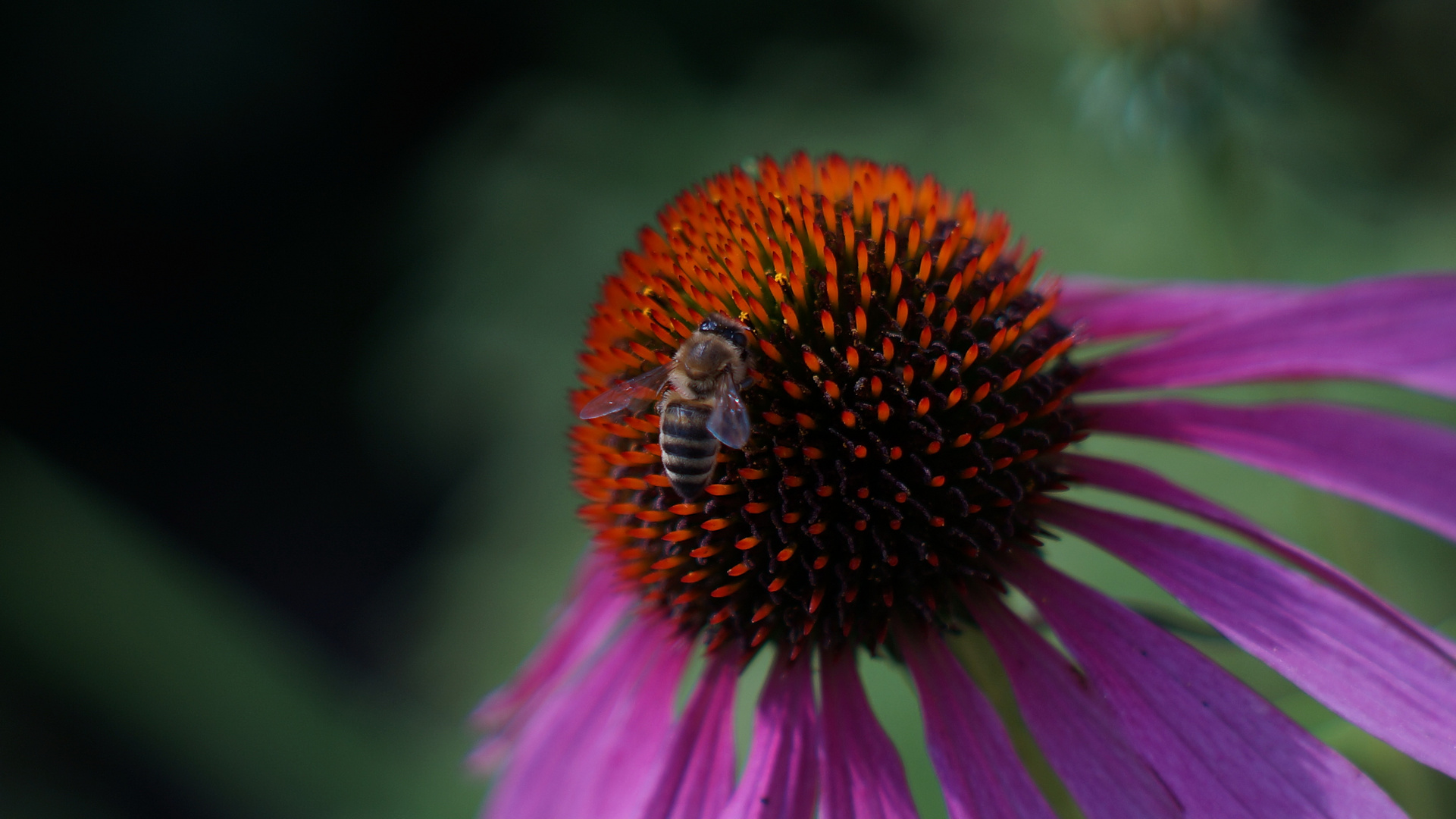 Echinacea b