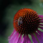 Echinacea b