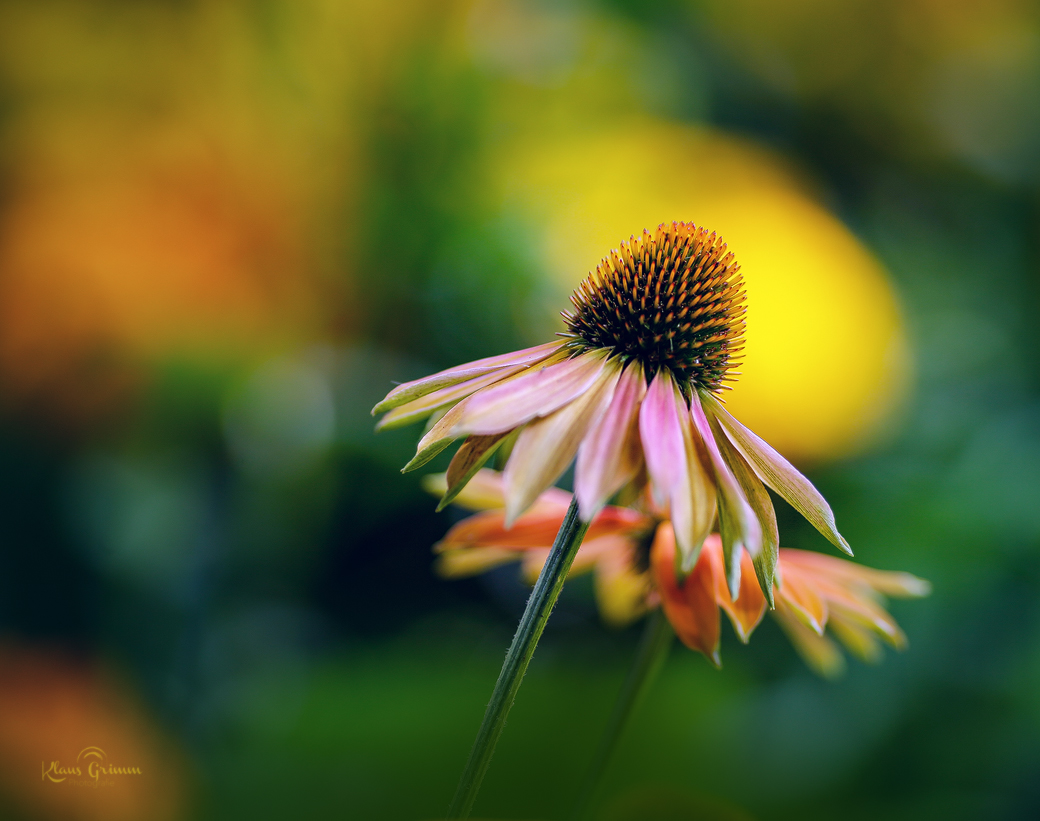 echinacea...