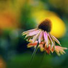 echinacea...